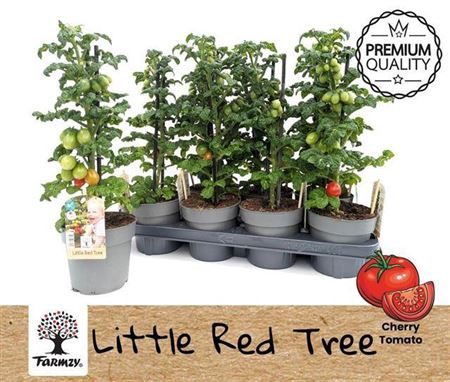 Tomatenplanten