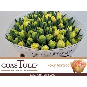 TULIPA DU 'FOXY FOXTROT'
