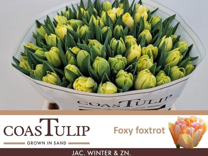 <h4>TULIPA DU 'FOXY FOXTROT'</h4>