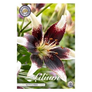 Lilium Netty's Pride x2 16/18