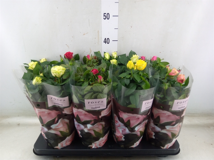 <h4>Rosa  'Patio-Hit'   ...mix 5</h4>