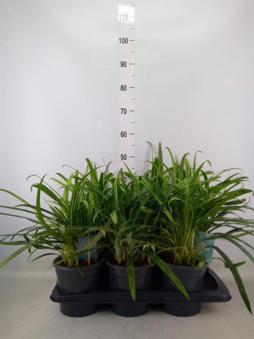 <h4>Aglaonema ...</h4>