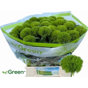 Di Barbatus Green Wicky eGreen