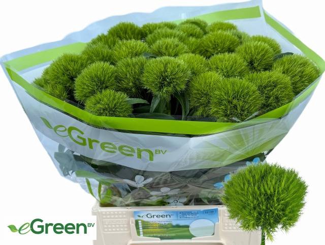 <h4>Di Barbatus Green Wicky eGreen</h4>