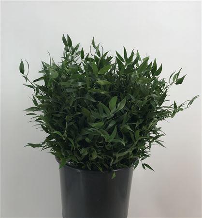 <h4>Danae Race 50 Cm</h4>