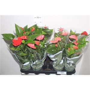 Anthu An Gem 3 Kl 3-4+