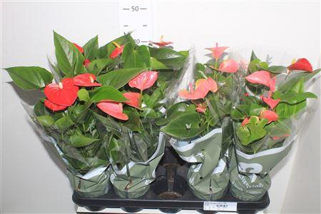 <h4>Anthu An Gem 3 Kl 3-4+</h4>