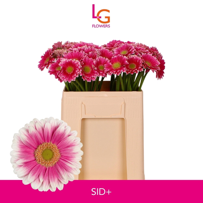 <h4>GE MI SID+</h4>