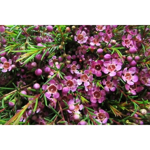 Chamelaucium Mb Violet