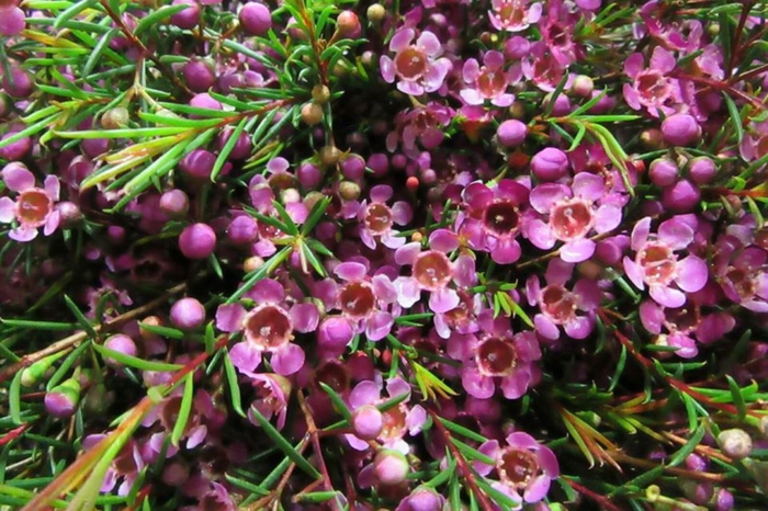 Chamelaucium Mb Violet