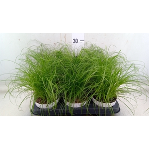 Cyperus alternifolius 'Zumula'