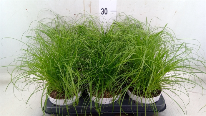 <h4>Cyperus alternifolius 'Zumula'</h4>