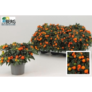 SOLAN P MEGABALL BES