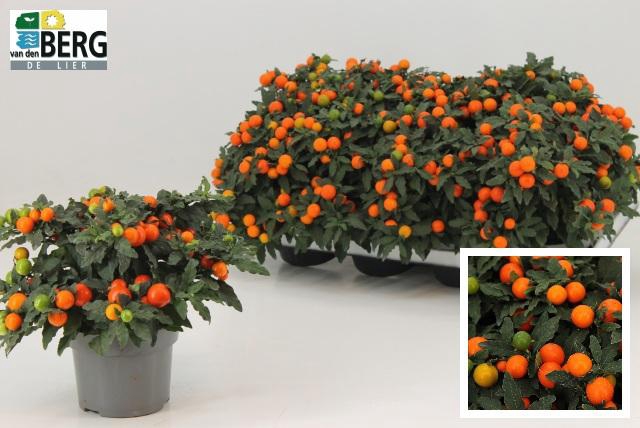 <h4>SOLAN P MEGABALL BES</h4>