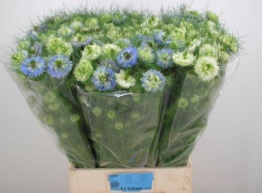 <h4>NIGE DAMASCENA OV</h4>