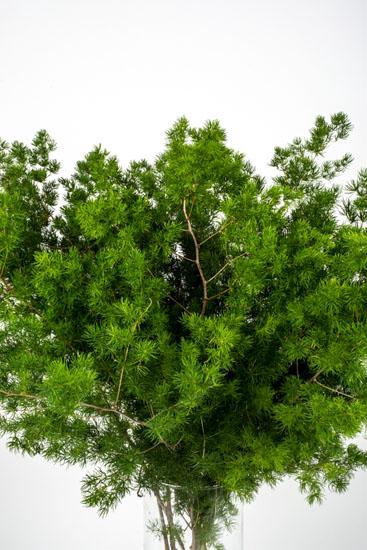 <h4>ASP. UMBELLATUS</h4>