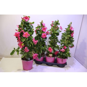 arr8 Mande Rio El Cora Pi