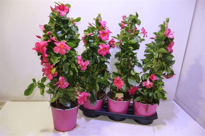 <h4>arr8 Mande Rio El Cora Pi</h4>