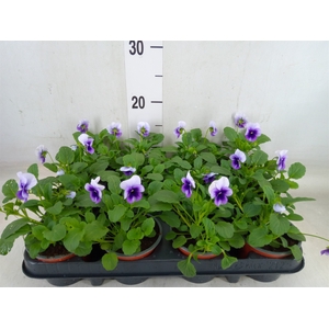 Viola corn. 'Evo Mini Violet Beaco'
