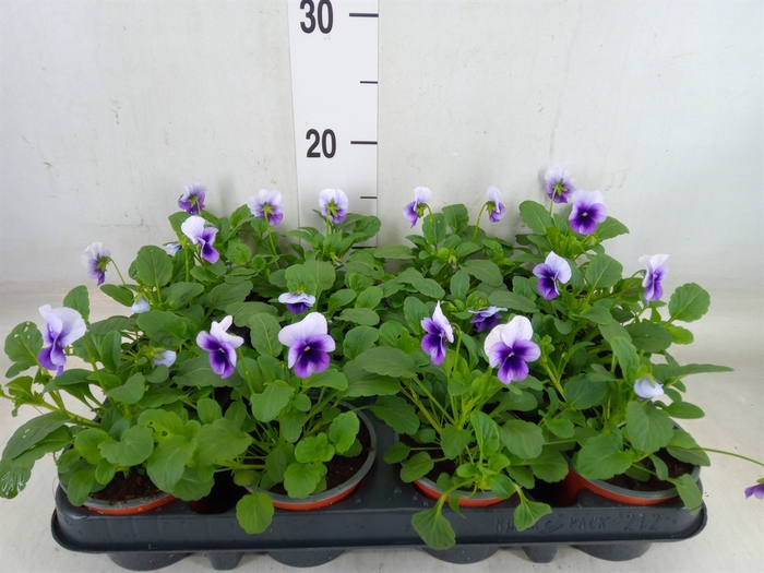<h4>Viola corn. 'Evo Mini Violet Beaco'</h4>