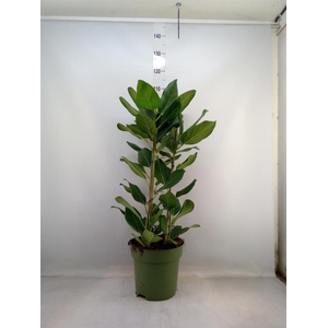 Ficus benghalensis 'Audrey'