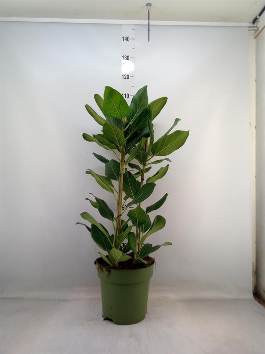 <h4>Ficus benghalensis 'Audrey'</h4>
