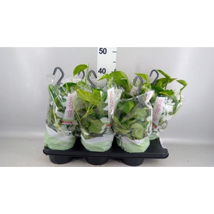 Epipremnum pinn. HG