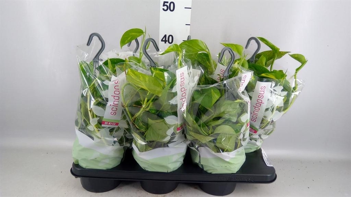 <h4>Epipremnum pinn. HG</h4>