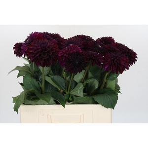 Dahlia Duke Duweno