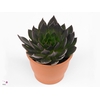 Echeveria Black Point
