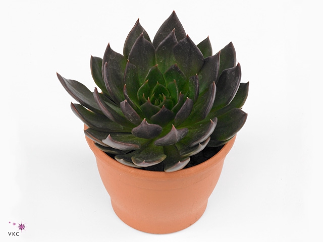 Echeveria Black Point