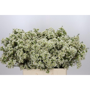 Chamelaucium Ivory Pearl