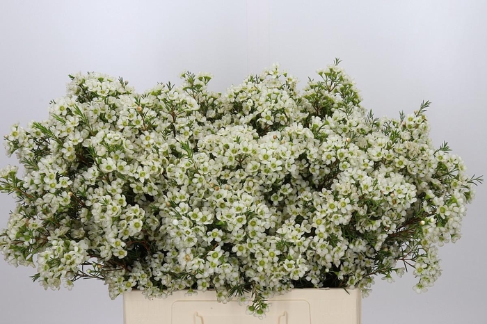 <h4>Chamelaucium Ivory Pearl</h4>