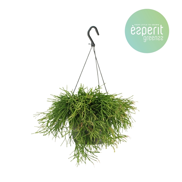 <h4>Rhipsalis Clavata hangpot</h4>