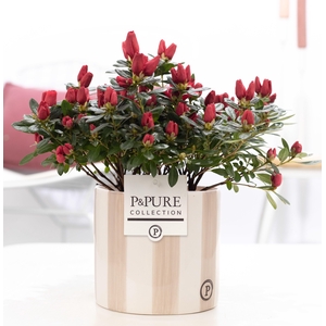 1st class Azalea red in P&PURE Eline 2 ceramics white