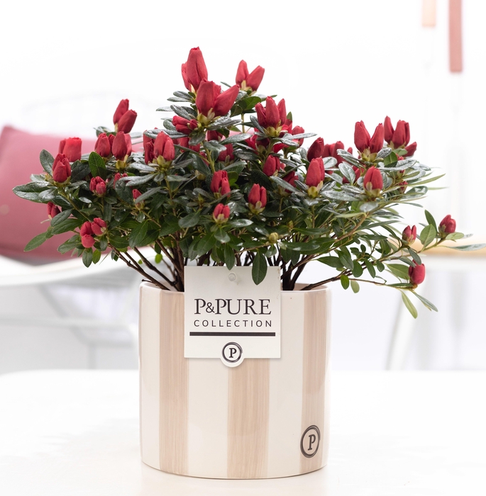 <h4>1st class Azalea red in P&PURE Eline 2 ceramics grey</h4>