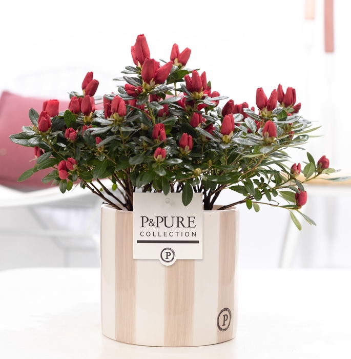 <h4>1st class Azalea red in P&PURE Eline ceramics grey</h4>