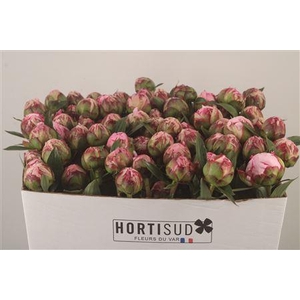 Paeo L Sarah Bernhard Pink Ex