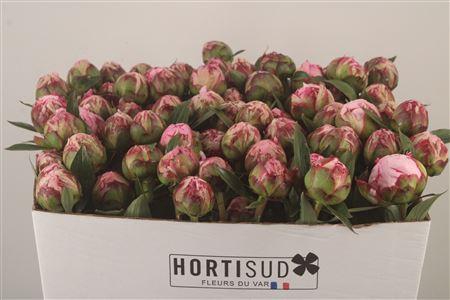 <h4>Paeo L Sarah Bernhard Pink Ex</h4>