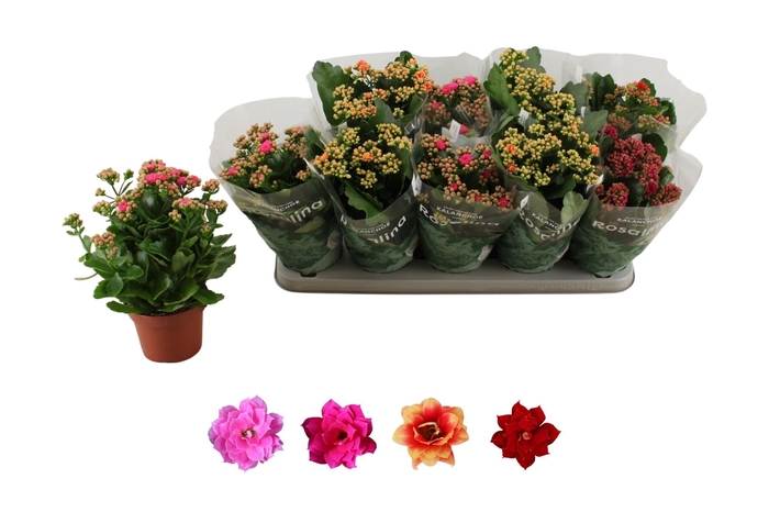 <h4>KAL GE RO GEM 4 KL</h4>