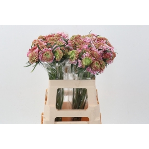 Scabiosa At Punch Bon Bon