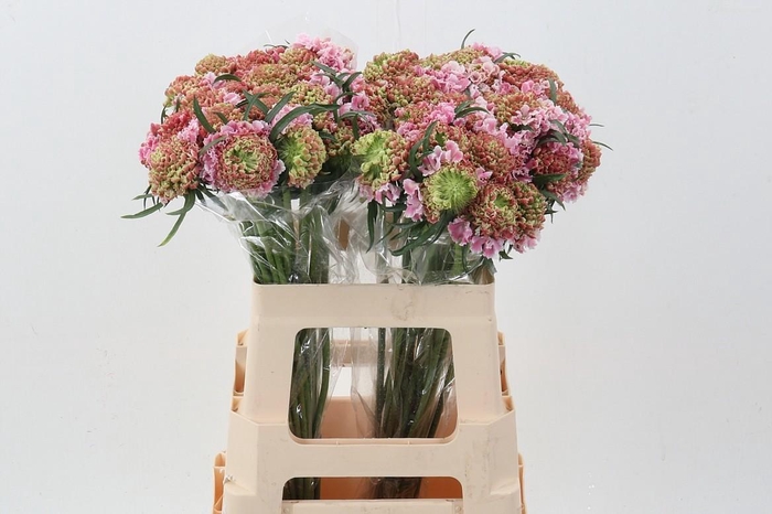 <h4>Scabiosa At Punch Bon Bon</h4>