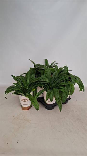 <h4>DRIMIOPSIS MACULATA</h4>