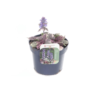 Ajuga reptans Burgundy Glow