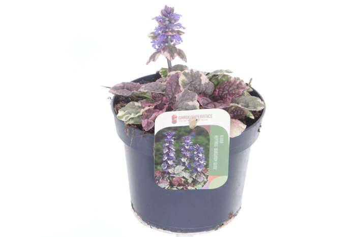 <h4>Ajuga reptans Burgundy Glow</h4>