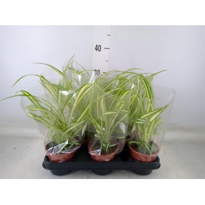 Chlorophytum com. 'Variegatum'