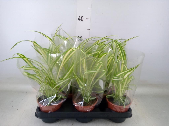 <h4>Chlorophytum com. 'Variegatum'</h4>