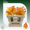 Calla Callista