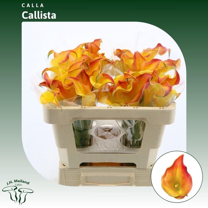 <h4>Calla Callista</h4>