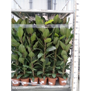 Ficus benghalensis 'Joy'